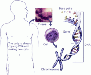Kanser genetiği