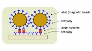 manyetik nano parçacıklı biyosensörler
